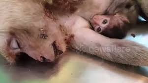 According to the zoo, the baby monkey was born to first time. Newsflare Baby Monkey Suckles Milk From Dying Mother After She Shielded It In Fall From Building