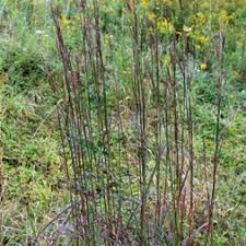 Image result for Poaceae