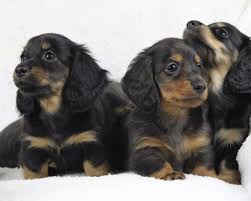 Maybe you would like to learn more about one of these? Dachzanity Miniature Dachshunds Dachshund Breeder In Central Wisconsin