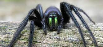Giftigste spinne der welt trichternetzspinne gefã¤hrliche tiere australien. Die Top 10 Liste Der Gefahrlichsten Giftspinnen Der Welt Topmania