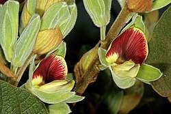 Image result for Rhynchosia hirta