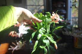 Unlike other cacti, the christmas cactus (schlumbergera x buckleyi) and its relatives don't live in hot, arid environments such as deserts or plains. Christmas Cacti Floweralley