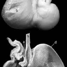 1a of jacobs and lindsay, 1984), . Gross Stomach Morphology In Calassomys Apicalis Gen Et Sp Nov Download Scientific Diagram