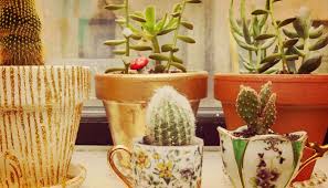 Si tienes tu planta en si tienes el cactus en el exterior, no es necesario que lo riegues durante el invierno, pero no olvides protegerlo de los fenómenos atmosféricos propios del. Como Cuidar Un Cactus Tecnicas Aplicaciones Y Mas