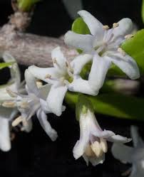 Image result for Ehretia obtusifolia