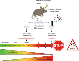 A Small Molecule Kicks Repeat Expansion Into Reverse Nature Genetics