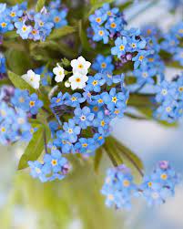 Meadowbrook Farm Blue Spring Flowers Flax Flowers Flower Quotes