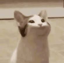 The only thing missing is an for an animated gif maker, anyway. Cat Meme Gifs Tenor