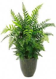 Birds Nest Fern Cats Houseplants Safe For Cats Boston Fern Houseplants Plants House Plants Low Light House Plants