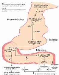 Hydrocortisone butyrate reduces the swelling, itching, and redness that can occur in these types of conditions. Conversion Of Sodium Butyrate To Butyric Acid In The Bird S Intestine Download Scientific Diagram