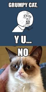 Y U No Meme 14 Pics Vitamin Ha Funny Cat Memes Funny P Internet Funny