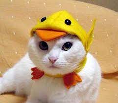 22 Cats Dressed Up Like Other Animals Cat Dressed Up Funny Cat Wallpaper Funny Pet Costumes