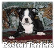 Akc champion bloodline boston terrier. Puppies For Sale Denning Farms Dog Breeder Puppy Litters