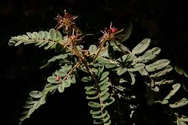Image result for Indigofera lyallii