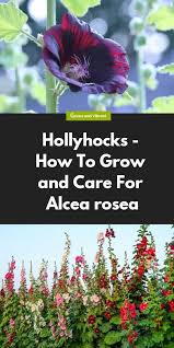 Allow your perennial hollyhocks to bloom. Hollyhocks Buying Growing Guide Trees Com