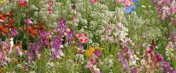 All gardening supplies gifts & homeware plants pots, planters & containers products. Wildflower Seeds Garden Flower Seeds Sweet Peas From Wildflower World Business Promo Seed Packs Wedding Favours Gardenpost