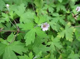Image result for Geranium aculeolatum