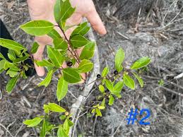 Image result for Lobelia livingstoniana