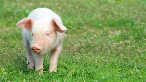 Babi was spotted by renowned b.r. 60 Koleksi Gambar Hewan Babi Hutan Hd Terbaik Gambar Hewan