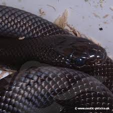 This care sheet is by no means intended to be the sole source of information concerning king snakes or milk snakes. Mexican Black Kingsnake Lampropeltis Getula Nigritus