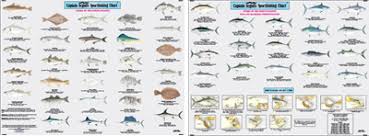 Species Fishes Of The North Atlantic Identification Chart