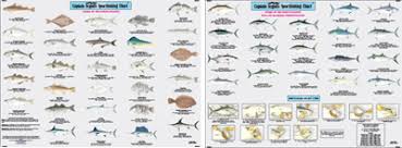 species fishes of the north atlantic identification chart