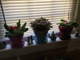 Image result for Hypoestes triflora