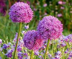 Plant them at the back of a border, as the leaves are not attractive. Allium Giganteum Ornamental Onion