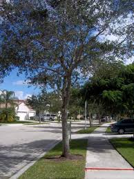 ­researchers think these progressively narrowing tracheids help trees to survive. Tree And Sidewalk Conflicts Lippi Consulting Arborists
