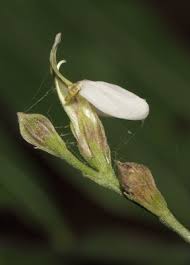 Image result for Justicia scandens