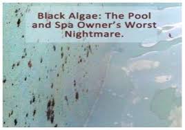 Maybe you would like to learn more about one of these? Treatment Of Black Algae In Pools Intheswim Pool Blog