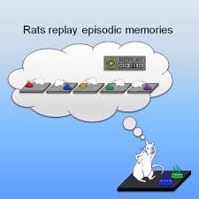 Les animaux de la 8 est un programme généralement classé dans la rubrique emissions. Replay Of Episodic Memories In The Rat Sciencedirect