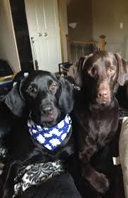 Black And Tan Plott Hound Lab Mix My Boys Chocolate Lab Plott Hound Mix Plott Hound Plott Hound Mix Hound