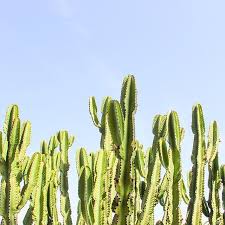 Looking for a hotel deal in death valley (ca), united states? 43 D A Y D R E A M Ideas Desert Dream Desert Aesthetic Desert Landscaping