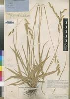 Image result for Urochloa subulifolia