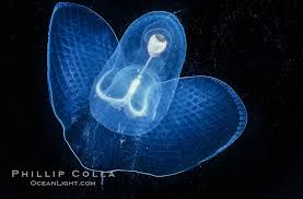 Image result for Lobelia pteropoda