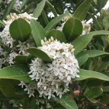 Image result for Acokanthera