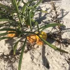 Image result for Physalis viscosa