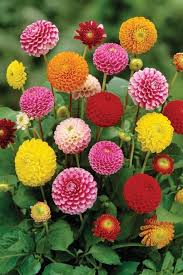 Top 10 Tips On How To Plant Grow And Care For Dahlia Flowers Top Inspired Flower Pots Flower Garden Dahlia Flower