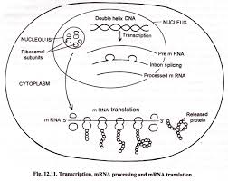 Logical Protein Synthesis Flow Chart Answer Key 2019