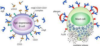 Immunoglobulin E (Ige) Antibody Test + High & Low Levels - Selfdecode Labs