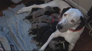 All puppies come vaccinated, micro chipped, de wormed, with registration papers. A Great Dane S Giant Litter 19 Puppies Abc News