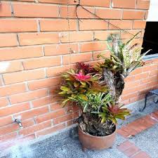 Mesas hechas de tronco de arbol con resina en cali valle : Tronco Natural Anuncios Mayo Clasf