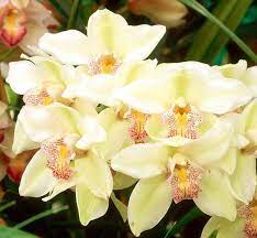 Boat Orchids Cymbidium Beautiful Orchids Cymbidium Orchids Orchids