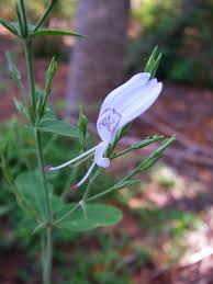 Image result for Sabicea bequaertii