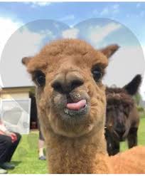 Follow Me For More Mrferragamo Cute Animal Photos Cute Funny Animals Cute Baby Animals