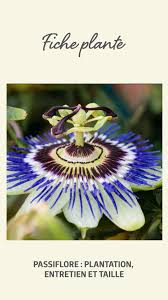 Epingle Sur Fiches Plantes D Exterieur