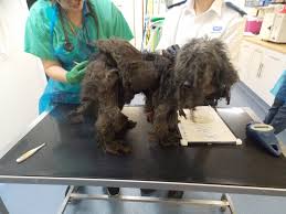 This is 14-year-old poodle cross, Merlin - he had to be euthanised on  “welfare grounds” after being neglected by his owner Sherry Skillen from  Riddlesden, Keighley 🐕💔 Merlin was found at the