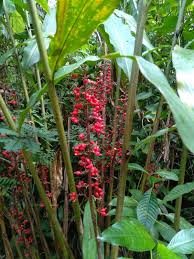 Image result for Renealmia