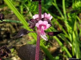 Image result for foto moud Forsterův